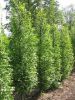 Carpinus betulus 'Fastigiata'